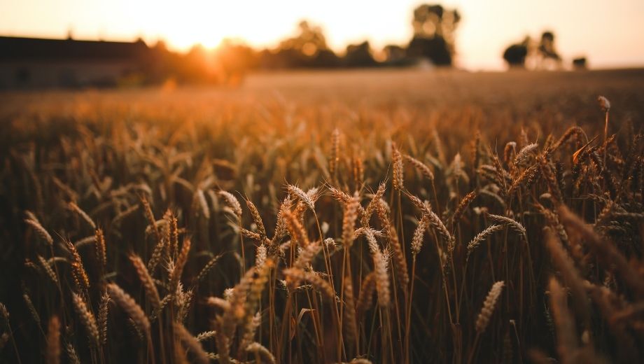 Keine Grundrente bei Alterssicherung der Landwirte